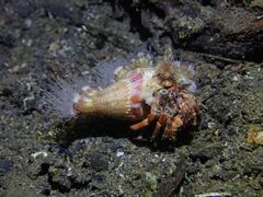 Dardanus pedunculatus