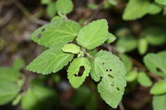 Scutellaria indica