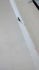 Anolis