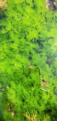 Ulvaceae