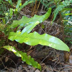 Microsorum pustulatum