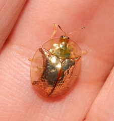 Aspidimorpha quadriremis