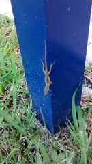 Anolis sagrei
