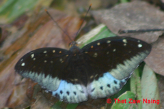 Lexias pardalis jadeitina