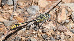 Austrogomphus australis
