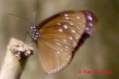 Euploea mulciber mulciber
