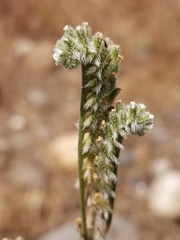 Cryptantha flaccida