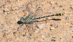 Austrogomphus australis