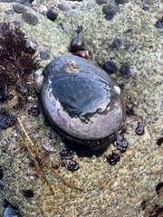 Haliotis cracherodii