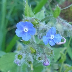 Pentaglottis sempervirens