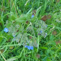 Pentaglottis sempervirens