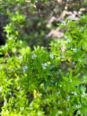 Acrothamnus spathaceus