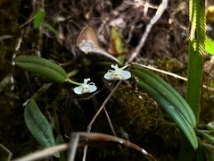 Dendrobium taylorii