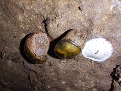Stanisicarion freycineti