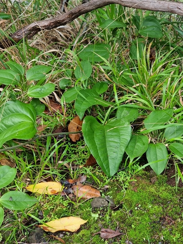 Smilax canariensis (Smilax canariensis)