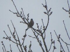 Pyrrhula pyrrhula cineracea