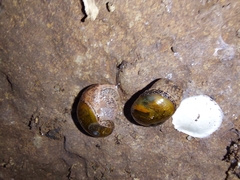 Stanisicarion freycineti