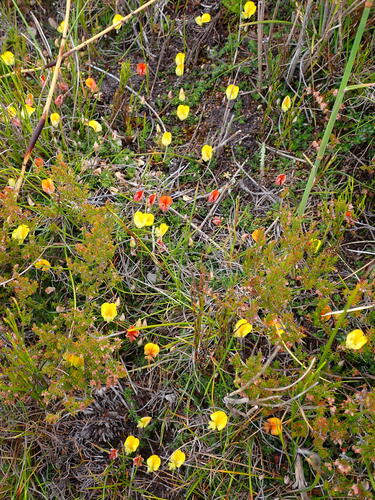 Image of Flatasapancake Capegorse (Aspalathus patens) by (c) Ren Hoekstra, some rights reserved (CC BY)