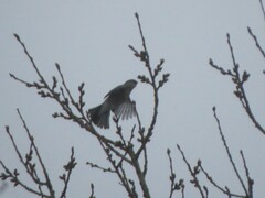 Pyrrhula pyrrhula cineracea