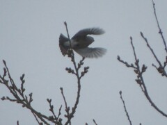 Pyrrhula pyrrhula cineracea