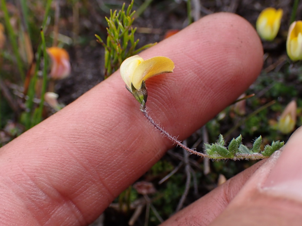 Flatasapancake Capegorse