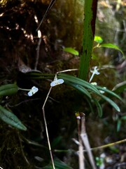 Dendrobium taylorii
