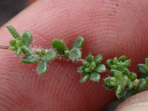 Image of Aspalathus patens by (c) Ren Hoekstra, some rights reserved (CC BY)