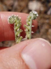 Cryptantha flaccida