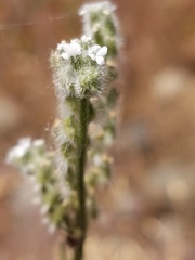 Cryptantha flaccida