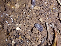 Armadillidae