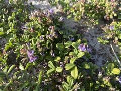 Psoralea repens