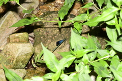 Matrona basilaris