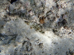 Cheilinus trilobatus