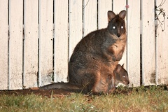 Thylogale billardierii