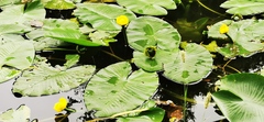 Nuphar lutea
