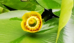 Nuphar lutea