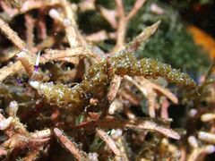 Pteraeolidia semperi