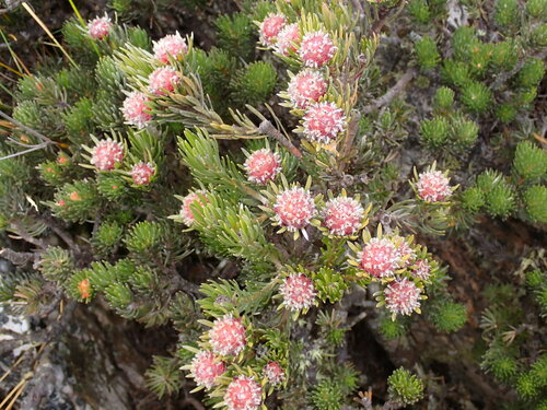 Kammanassie Conebush (Leucadendron singulare)