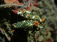 Hypselodoris roo