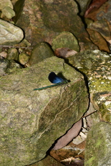 Matrona basilaris
