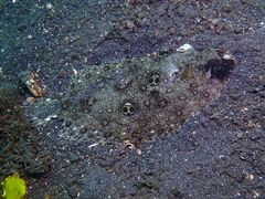 Pseudorhombus dupliciocellatus