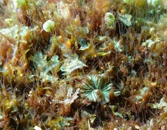 Discosoma nummiforme