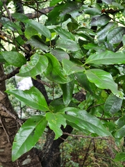 Ocotea foetens
