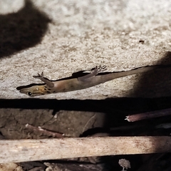 Cnemaspis boulengeri