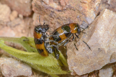 Physosmaragdina nigrifrons