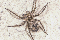 Dolomedes raptor