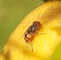 Eristalinus