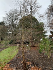 Nothofagus alessandrii