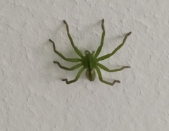 Micrommata