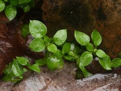 Stellaria media